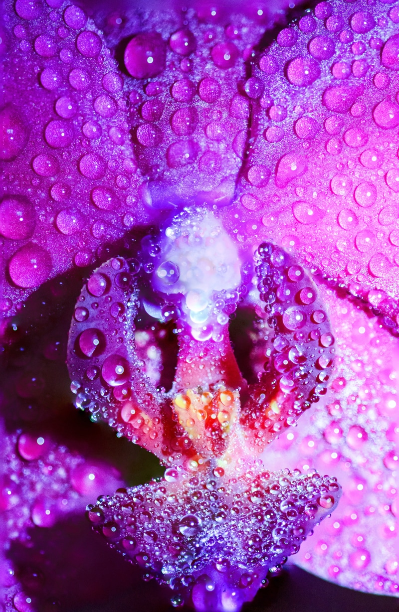 flowering plant, droplets, keywords, natural, bright, ecosystem, life, close-up, violet, exotic, wet, botanical, droplets on flower, 5K, plant, flower reflection