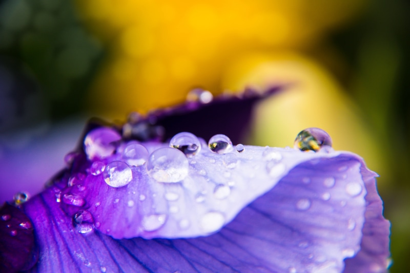 Without water, lens, Sverige, explore, regn, liv, petaled, photography, drop, close-up, outdoor, SE, leaf, petal, plant, dof, beauty In Nature, depth of field