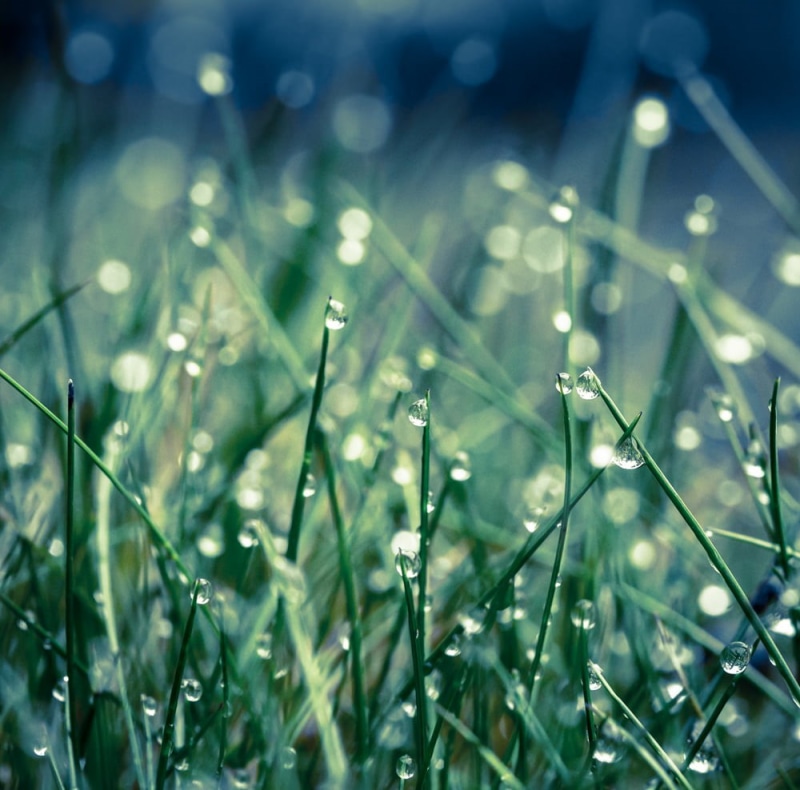 image, light, munich, lens, Moeller, close-up, 5D  Mark III, drops, water, Maisach, nice, Europa, dslr, wet, 480P, photography, freshness, blende, meadow