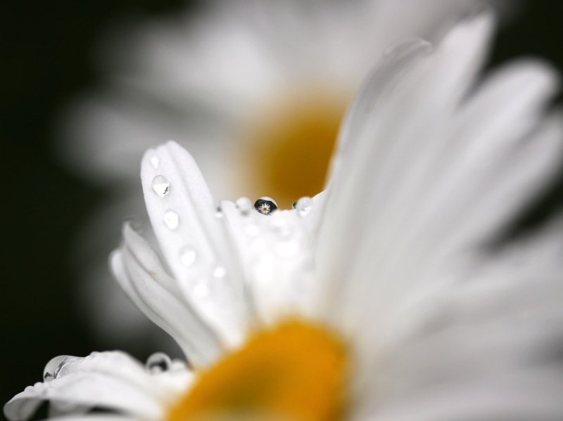 delicate, bokeh, drip  drop, close-up, springtime, yellow, sprinkler, lens, beauty In Nature, water droplet, photo, rain, water  droplet, oops, nature