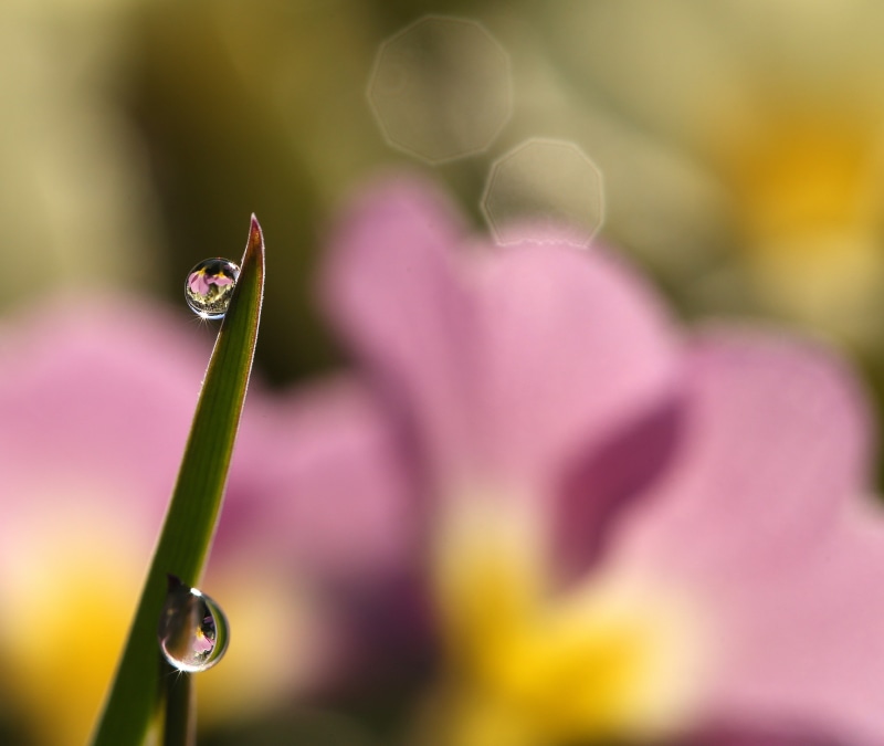 water droplet, green Color, photography, tint, jenny, flower, droplet, shift lens, refraction, in the garden, close-up, bokeh, sunburst, plant, springtime