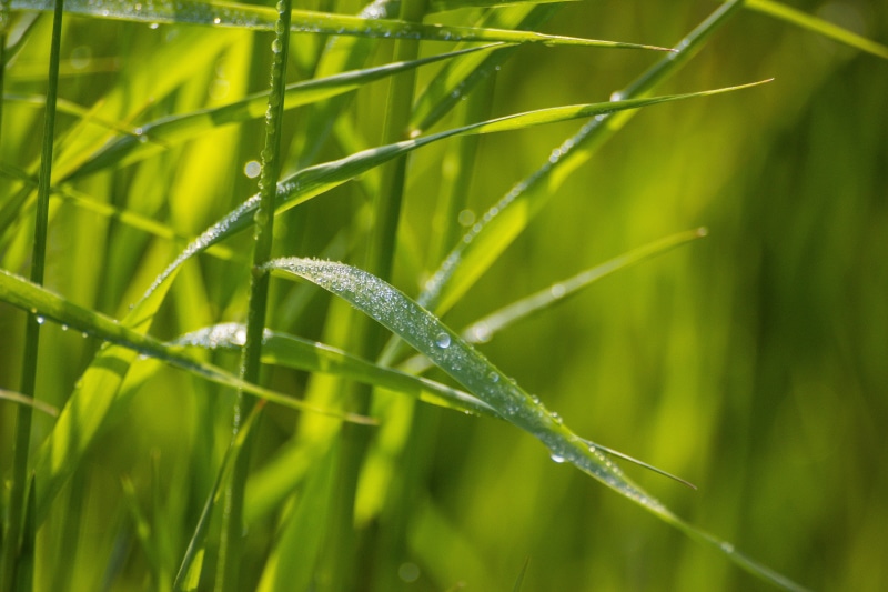 wet, leaf, macro photography, 5K, growth, plant, droplet, water, macro, summer, nature, drop, grass, rain, close-up, freshness, Dew, water droplet, photography