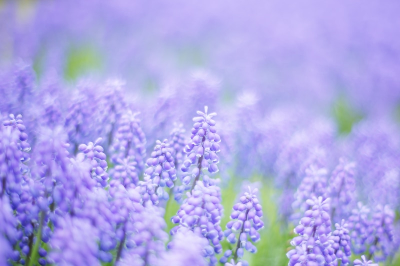 Dream, 4K, nature, Spring, purple, flower, lavender, beauty In Nature, summer, lens, beets, flowers, bokeh, muscari, shift, tilt shift lens, plant, blue