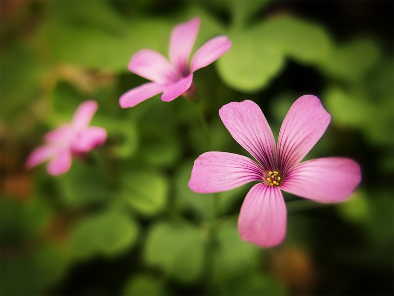 purple, lens, Flores, summer, 720P, nature, Photography, shift lens, photograph, shift, petal, pink, flower, rosas, G15, Dream, flower Head, Canon PowerShot