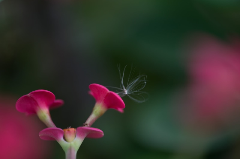 flower Head, Untitled, Micro, nature, plant, tilt shift lens, Macro, Nikon, lens, Seed, pink, Explored, petal, beauty In Nature, shift, Fluff, flowers