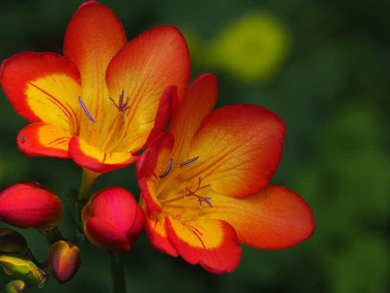 flowers, shift, lens, petal, photography, 4K, red flowers, inflorescence, yellow, nature, tilt shift lens, focus on foreground, blossom, summer, flower