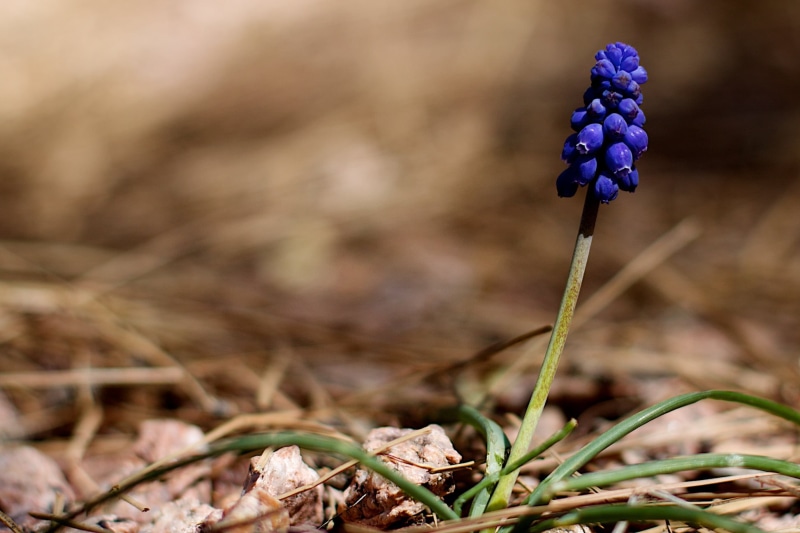 purple, 1080P, hyacinth, plant, tilt, close-up, tilt shift lens, Grape Hyacinth, shift, lens, Yay, flower, grape, photography, nature