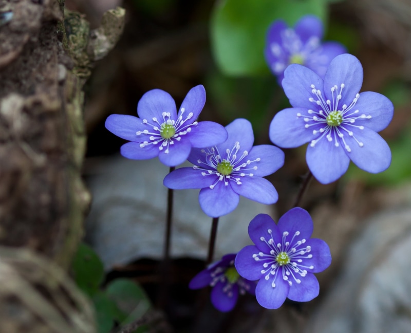 flower Head, Anemone hepatica, blossom, tilt, f/2.8, lens, nature, USM, petal, blue, plant, photography, hepaticae, purple, 2K, flower  forest, Canon EF