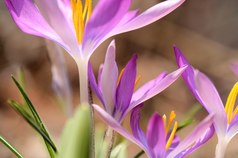 Spring, tilt shift lens, light, dance, BRAVO, nature, bulb, Rose, purple, Windblown, plant, Lida, Crocus Tommasinianus, flower Head, flower, tilt, wind