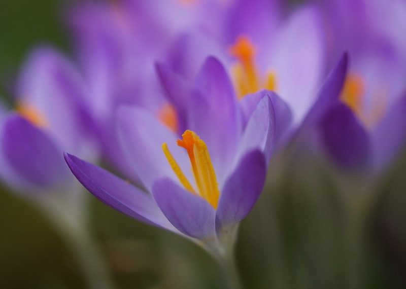 plant, summer, close-up, flower, flower Head, im, Die, tilt, springtime, shift, tilt shift, beauty In Nature, purple, petal, nature, Crocus, sensational