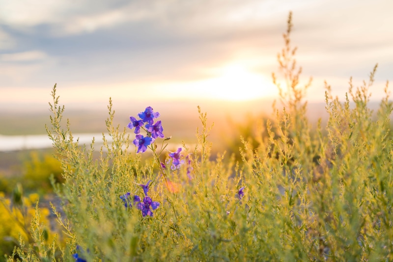 flowering plant, scenics - nature, multi Colored, petaled, land, vulnerability, purple, cloud - sky, photography, grass, beauty In Nature, summer, sunlight