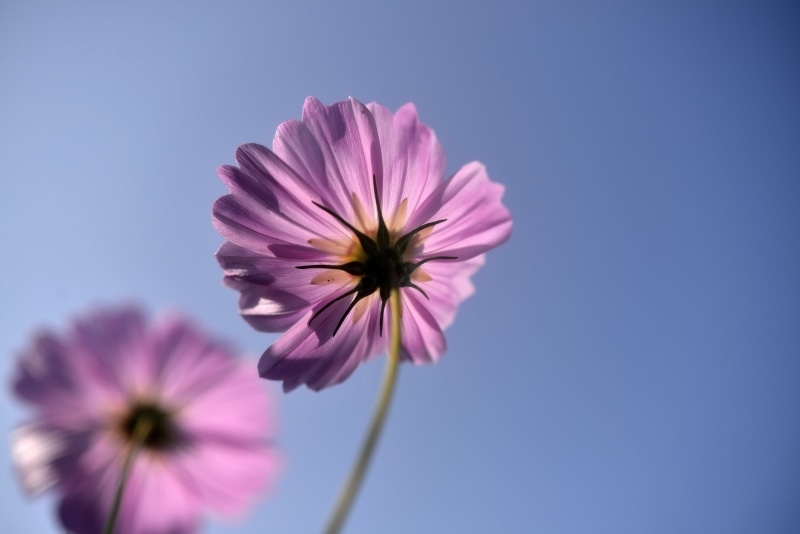tilt, purple flower, lens, plant, Capturing, cosmos Flower, summer, petal, Nikon D800, Light, tilt shift lens, Digital, purple, Nikon  D800, nature, 4K