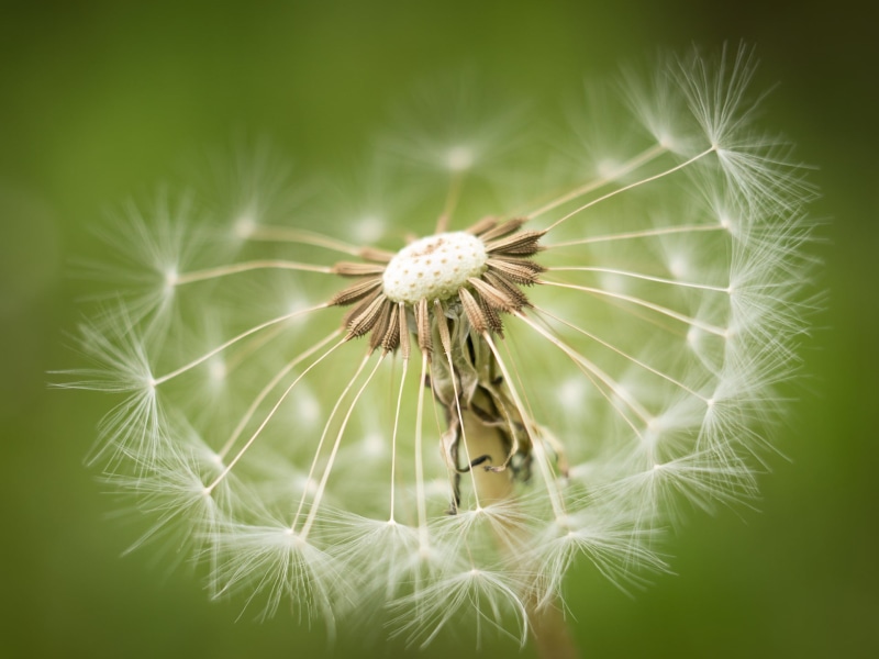 Beware, blossom, Spring, Blume, Dandelion, flower, tilt shift lens, photography, Frühling, 35mm, CZJ, nature, plant, lens, City Park, tilt, summer, 1080P