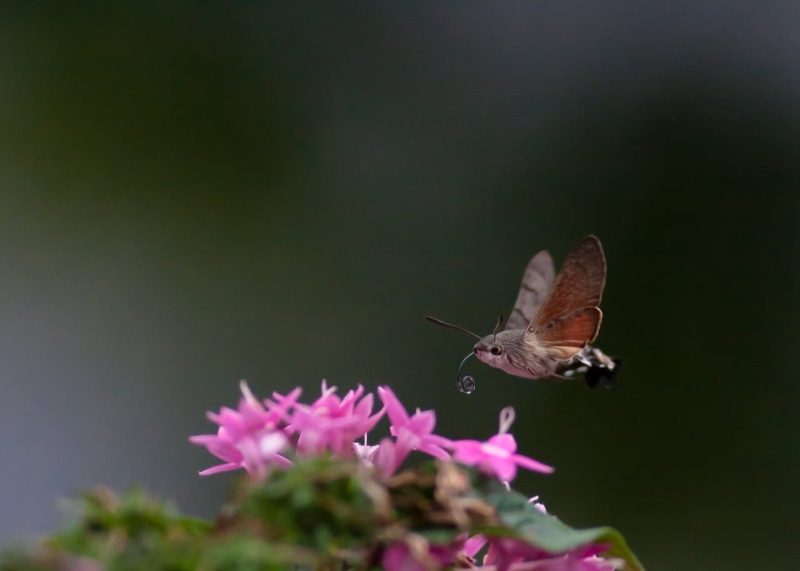 tilt, shift, wings, sipping, pink, insect, moth, flower, extreme edition, tilt shift lens, nature, highspeed, bird, water, hummingbird, animal Wing, 720P
