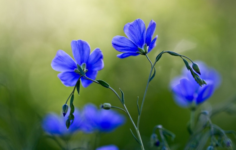 petaled, plant, green  blue, blue, Flax, Denver Botanic Gardens, Breeze, floral, 4K, flower  flower, springtime, purple, close up, spring, macro, bokeh