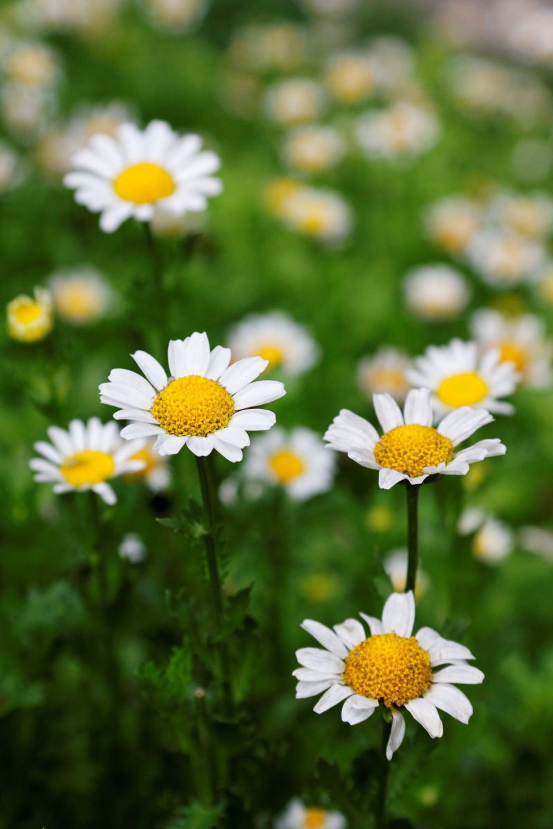 4K, petals, shift, nature, chamomile Plant, meadow, springtime, Unforgettable, Daisy, plant, yellow, white, tilt, tilt shift lens, green Color, Snowland