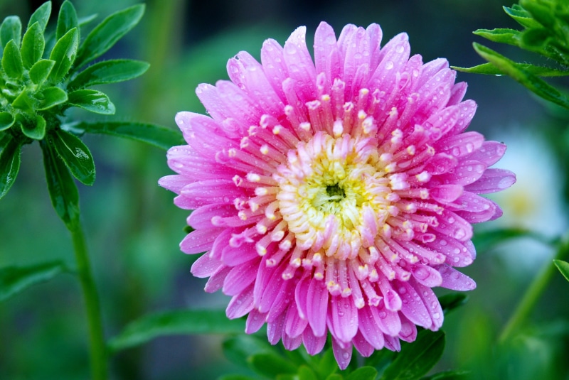 vulnerability, growth, green Color, spring, pink Color, leaf, daisy, tilt shift photography, bud, pink, pollen, flowers, dahlia, flowering plant, bloom
