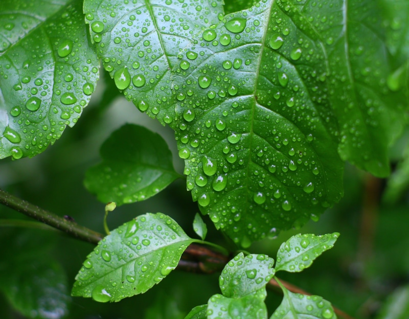 cemetery, wildlife, SMC, 4K, environment, dew, Takumar, margate, flowers, leaves, plant, bees, leaf, close-up, green Color, raindrop, green leaves, tilt shift lens