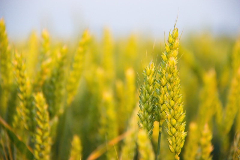 summer, photo, crop, growth, rural Scene, tilt, tilt shift lens, nature, field, lens, säd, Wheat, 5K, close-up, agriculture, gold Colored, shift, seed