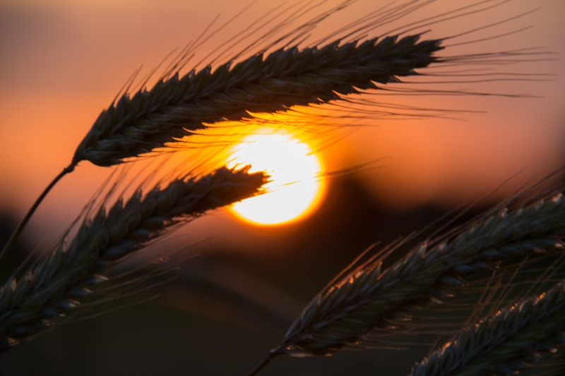 Rågsved, landscape, countryside, s18, himmel, exif, ef, nature, Rye, wreath, photography, canon, focal_length, geo:location, wheat, iso_speed, summer, geo