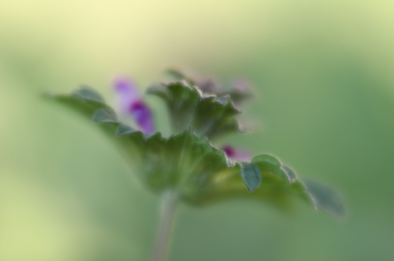 pollinator, tilt, growth, branch, magenta, flower, springtime, 4K, freshness, plant, nature, wild flower, green Color, Henbit, orchid, f/1.6, pink, outdoors