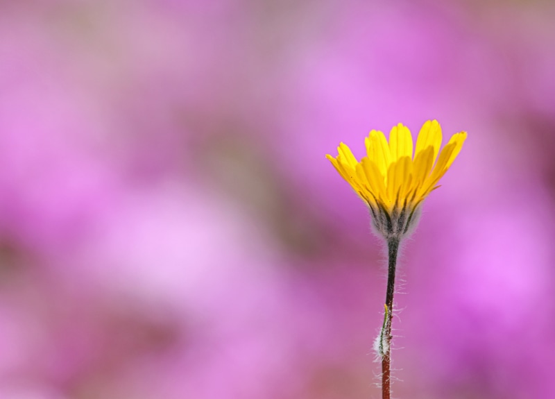 Desert Sunflower, summer, california, favorites, flower, Geraea canescens, sand  verbena, sonoran, wildflower, plant, sb, desert  sunflower, Abronia  villosa