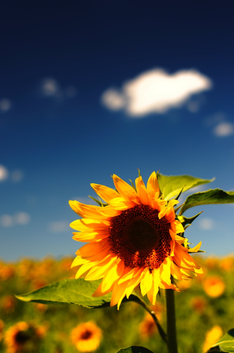 yellow, sky, shift, nature, seed, filter, tilt shift lens, ai, f/1.4, tilt, photography, explore, copyleft, excess, field, growth, photo, cc0, farm, rural Scene