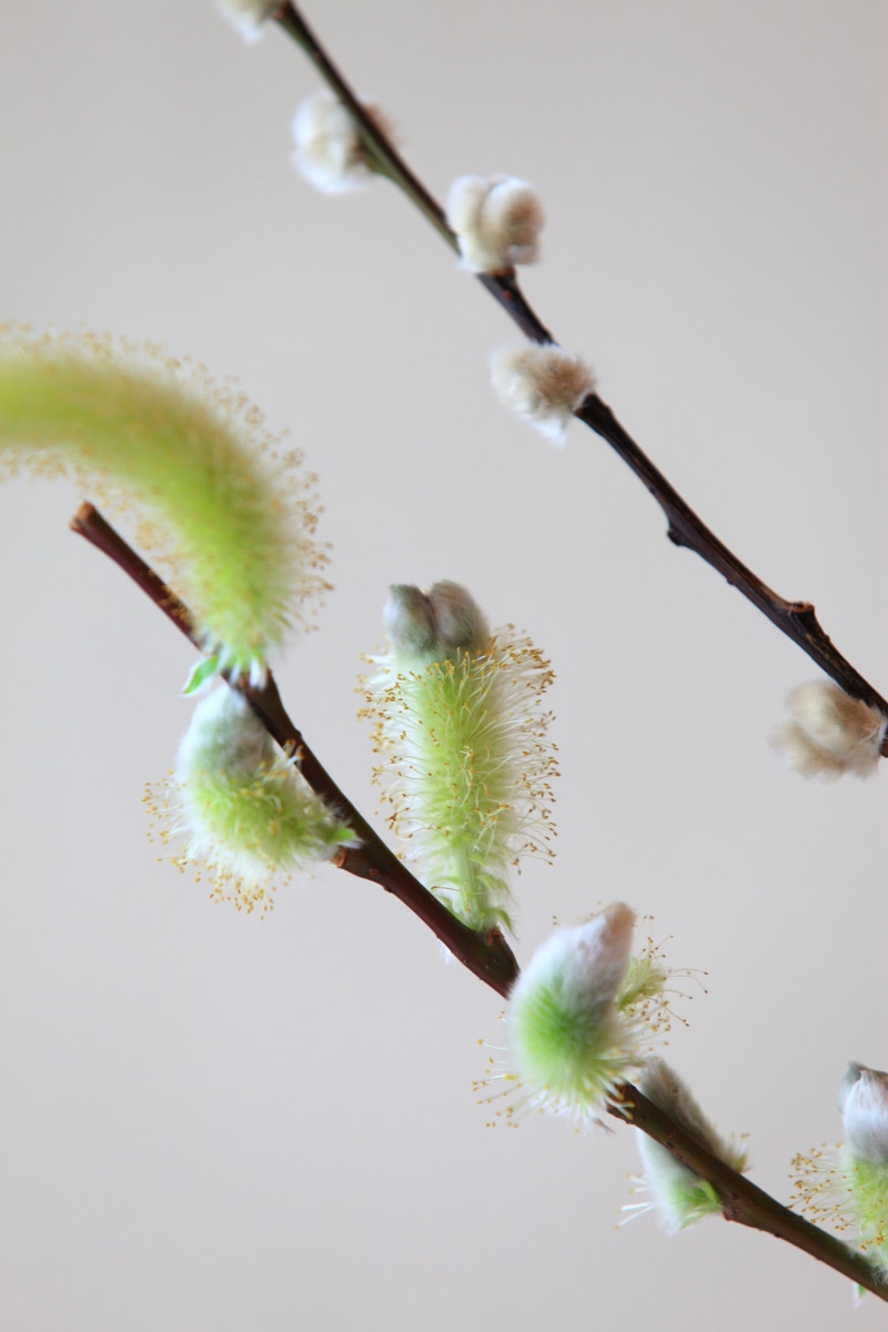f/2, tilt shift lens, white flower, 70-200mm, Canon EOS 5D Mark II, flower Head, stem, Spring, tree, Sabah, springtime, lens, Canon EF 70-200mm, buds, plant