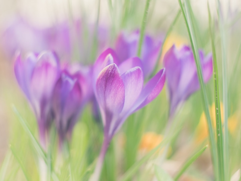 Crocus, selective focus, bokeh, selective, F1.8, available light, grass, MFT, manual focus, close-up, Peach, springtime, flowers, Panasonic Lumix GX8, nature