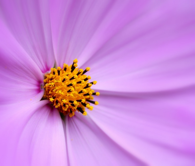 single Flower, Flower, photograph, DOF, Purple, Pink, UK, Fireworks, photos, petal, Day, Edgbaston, macro photograph, Pollen, Stamen, Birmingham  Botanical  Gardens