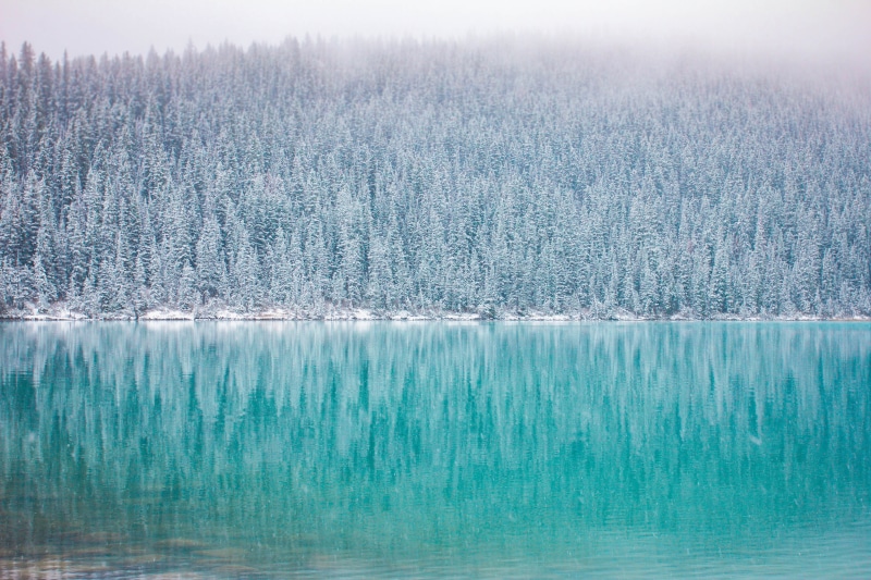 plant, sky, snow, trees, blue, pine tree, environment, lake, reflection, frozen, winter, white, scenics - nature, woodland, frost, body, tree, nature, scenics