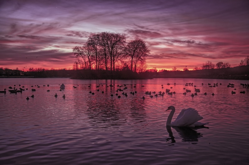 awesome, beautiful, glides, body of water, beauty In Nature, white swan, water, Loch, red sky, best, swan, red, nature, sky, near, sol, sunset, lake, gray