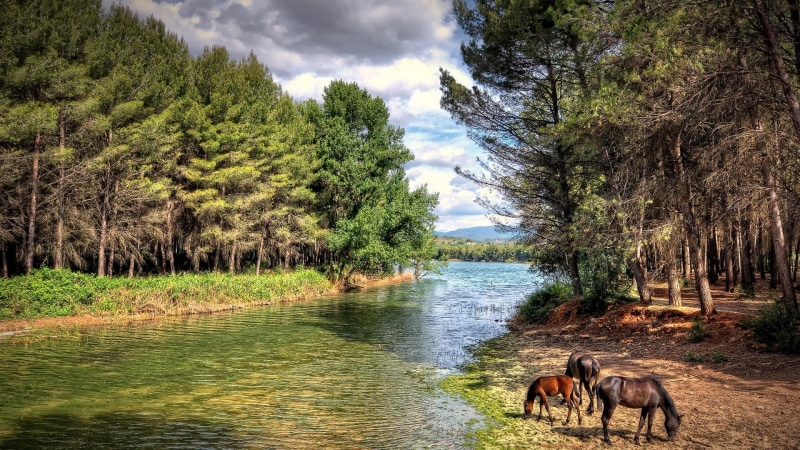 leaf, horses, castellon, forest, plant, nature, tree, woodland, ecosystem, horse, water, spain, sky, riparian zone, vegetation, wilderness, bank, 1080P