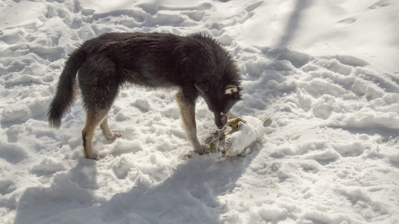 village, stray, cold temperature, neglected, one animal, skull, winter, outdoors, dog, damaged, feral, urban, stalker, ussr, domestic, mammal, abandoned