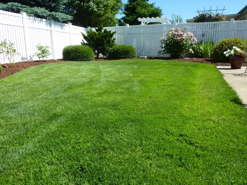 back yard, daytime, restful, plant, footpath, lawn, field, colorful, vinyl fence, green, outside, beauty in nature, building exterior, grass, property