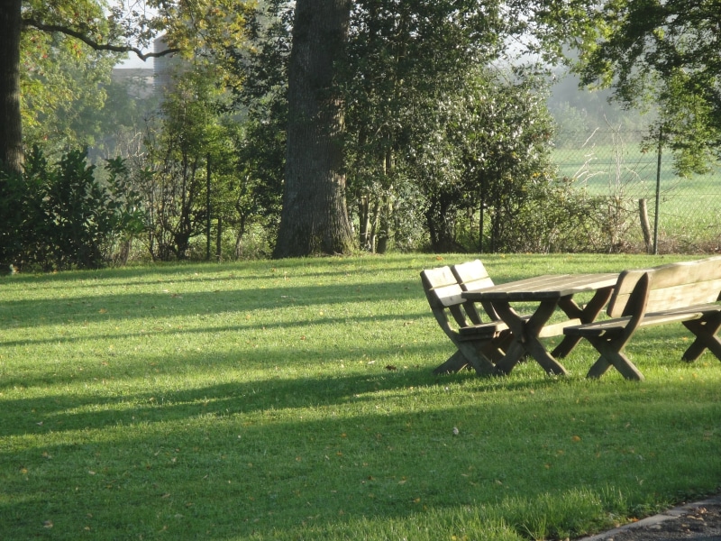 tree, recovery, tranquility, bank, growth, beauty in nature, park - Man Made Space, wooden bench, garden, wooden chair, daytime, seat, plant, land, park bench