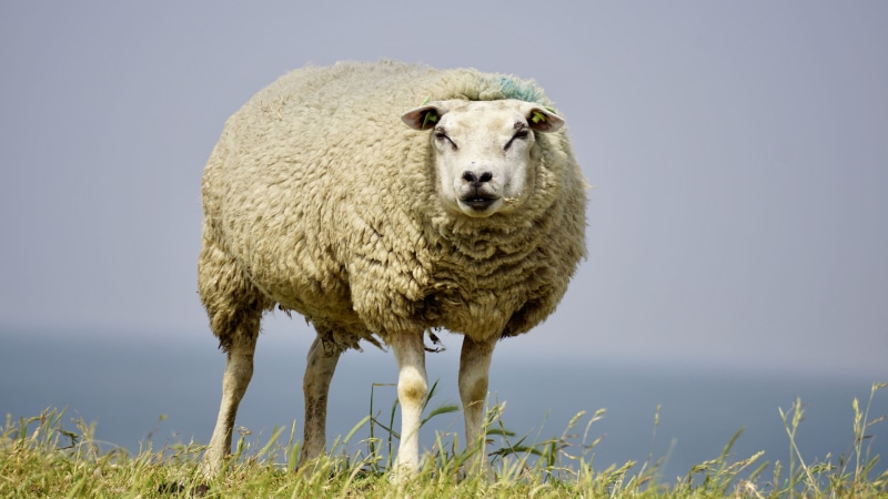 Sheep, green grass, looking at camera, idyll, sky, ewe, concerns, grazing, nature, animals in the wild, animal, rest, portrait, daytime, animal wildlife