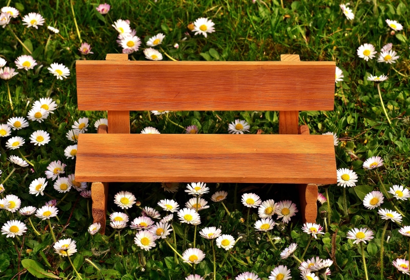 break, fragility, rest, flowering plant, meadow, click, park, plant, empty, silent, no people, relaxation, grass, wood, blossom, flower, out, flowers, day