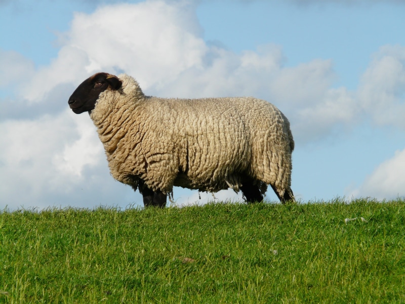 nature, farm, rest, land, sky, relaxation, domestic animals, standing, green Color, gray, Chef, pasture, vertebrate, animal, herbivorous, animal themes