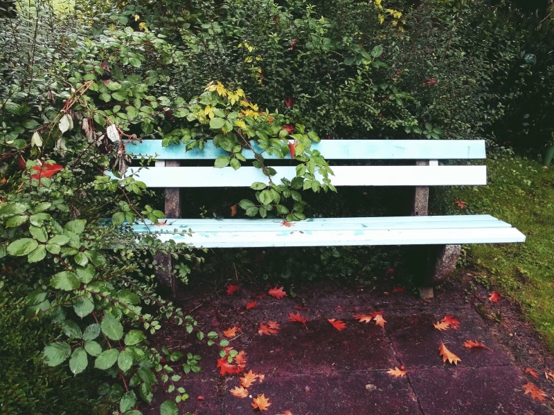 park bench, outdoors, break, old, nature, growth, seat, plant, garden bench, tranquility, relax, sit, relaxation, empty, wood - material, silent, green color