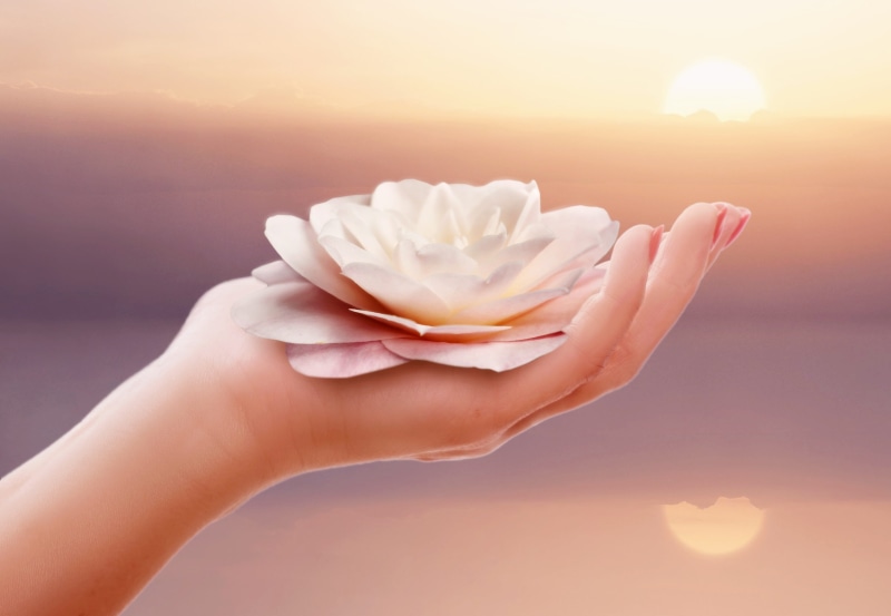 wellness, romantic, sky, one person, sunlight, white, recovery, human hand, pink, purity, sunset, relax, hand, silent, female, lotus, close-up, holiday