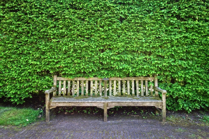 furniture, green color, leaf, wooden, sitting, beside, no people, absence, park, outdoors, outdoor furniture, ivy, resting, clipped hedge, foliage, green