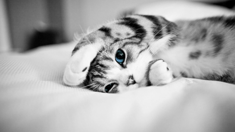 young animal, kitten, cat, animal eye, small, no people, whisker, cute, 1080P, indoors, animal head, animal, furniture, black and white, portrait, animals