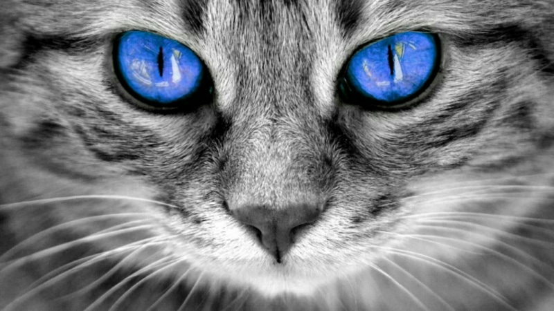 1080P, close up, nose, snout, monochrome photography, eyes, face, whiskers, tabby cat, iris, blue eyes, cat, domestic cat, photography, black and white