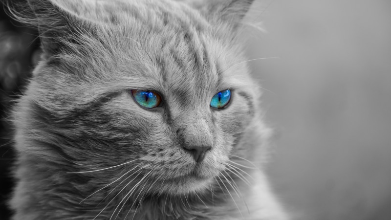 kitty, monochrome photography, snout, photography, eyes, 4K, nose, kitten, whiskers, blue eyes, close up, black and white, cat, portrait, blue eye, eye