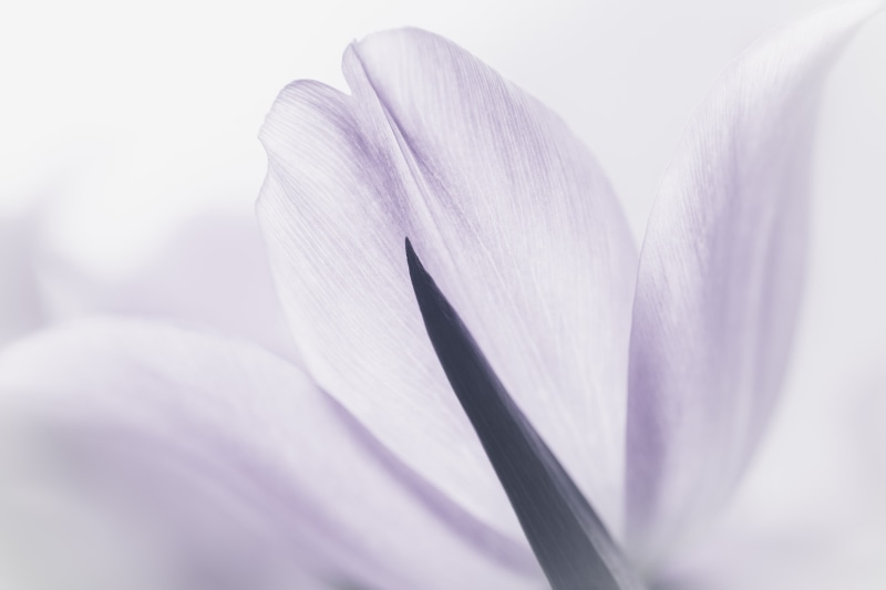 Understated, 4K, photo, close, Sony Alpha, beauty In Nature, monochrome, a7, backgrounds, petal, nature, close-up, flower Head, flower, plant, flower petal
