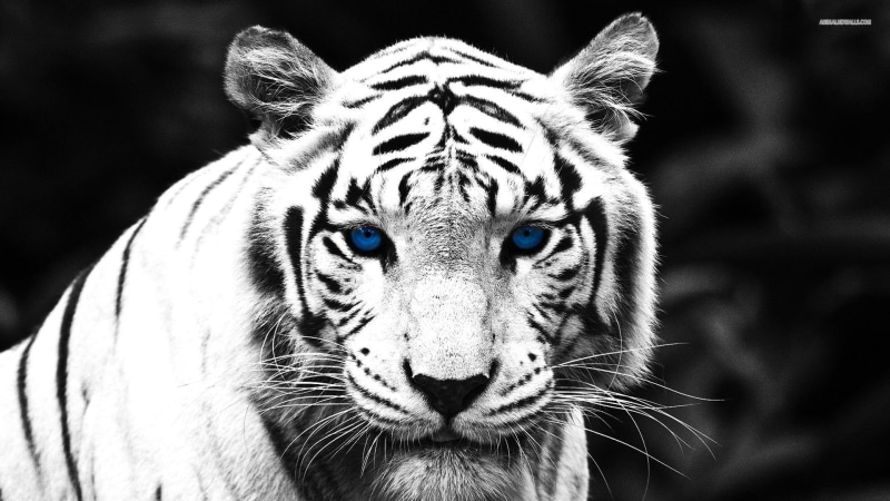 eyed, animals, big cats, wildlife, nature, blue, tiger, 1080P, white tiger