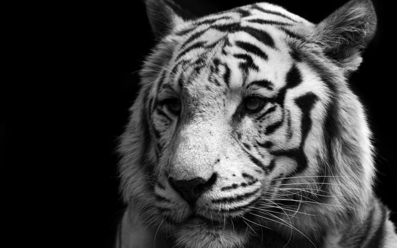 cat, big cat, animal body part, feline, mammal, one animal, 1080P, monochrome, close-up, animal head, vertebrate, white, animal wildlife, tiger, animal