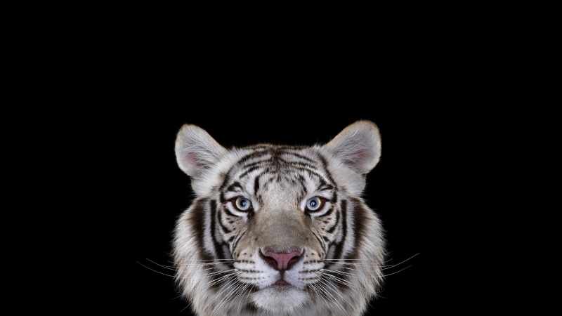 copy space, pets, looking at camera, photography, indoors, mammals, animal, 2K, animals in the wild, animal body part, bengal, simple background, tiger
