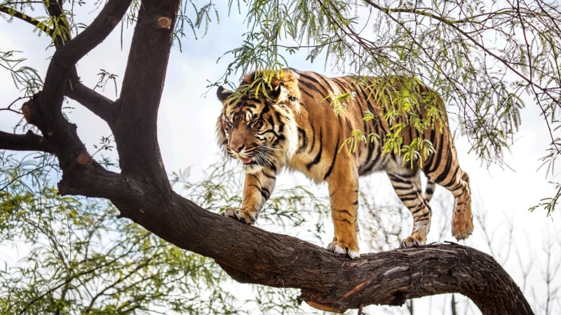big cats, nature, undomesticated cat, mammals, animals, one animal, wildlife, low angle view, day, carnivora, animal themes, animals in the wild, vertebrate
